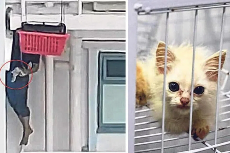 Seorang lelaki memanjat pagar luar tingkap dari unit tingkat lima untuk menyelamatkan kucing yang terperangkap di unit atas di Blok 654A Punggol Drive pada 6 April.