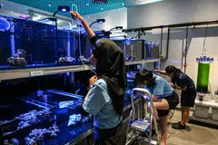 Cik Hairati Mohd Noor (kiri), bersama rakan sekerjanya membersihkan tangki ikan di Aquarist Lab di S.E.A. Aquarium, Resorts World Sentosa. Pasukan itu menyalur keluar sisa makanan dan najis, bagi menghalangnya daripada menyebabkan pertumbuhan bakteria yang akan membahayakan penghuni kecil di dalam tangki.