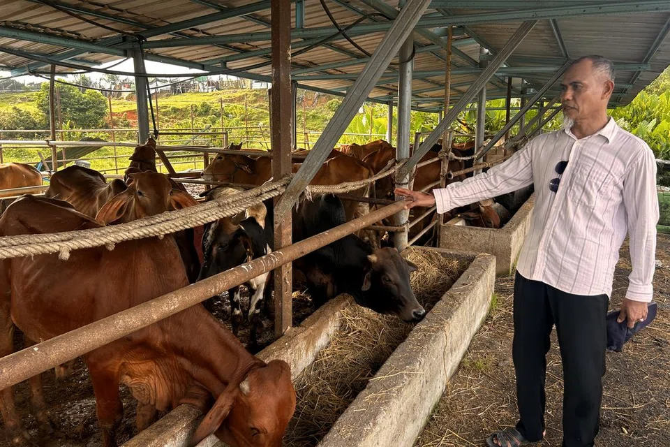 Pemilik Ladang Nahdahtul Salam Encik Jumat Jaffar menunjukkan ternakannya yang mendapat permintaan tinggi sempena sambutan Hari Raya Aidiladha.