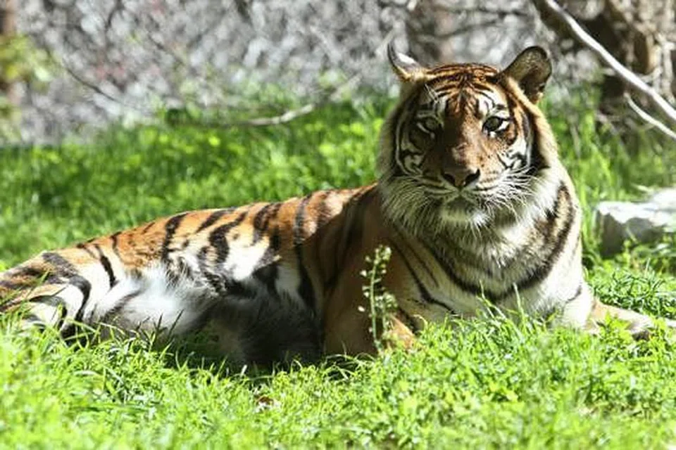 HARIMAU SUMATERA: Antara binatang yang diancam kepupusan yang terdapat di Taman Haiwan Wellington, New Zealand.