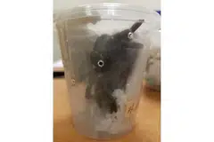 DILARANG: Salah seekor labah-labah tarantula yang dimiliki Tam Jiaming.
