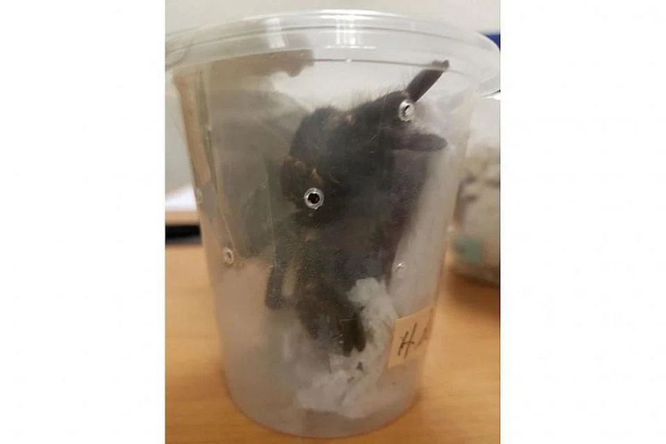 DILARANG: Salah seekor labah-labah tarantula yang dimiliki Tam Jiaming.