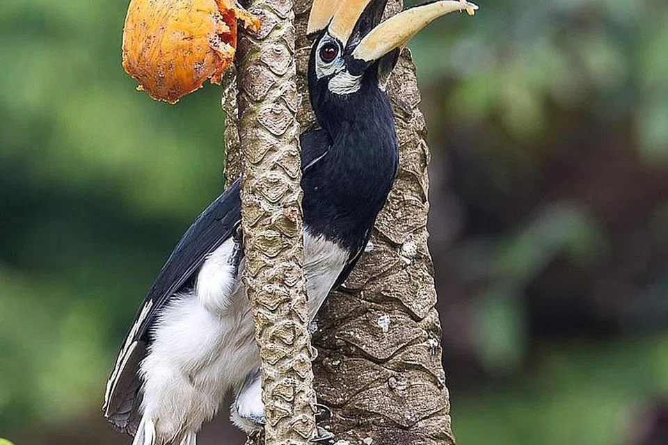 Foto-foto: WWF-SINGAPURA, MANDAI WILDLIFE GROUP, NPARKS