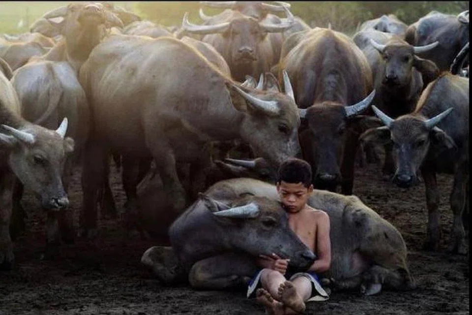 Muhammad Syukur Khamis, 19 tahun, akrab dengan haiwan ternakan bapanya, Encik Khamis Jusoh, 67, tahun sejak berusia enam tahun sehingga tular di media sosial.