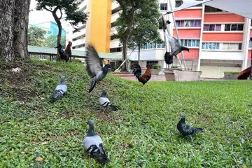 KAWAL POPULASI MERPATI: Sekitar 190,000 burung pergam batu – spesies burung merpati asing yang mudah biak dan bersaing dengan merpati setempat untuk mendapatkan sumber makanan – memenuhi kawasan perumahan. Pelbagai kaedah digunakan untuk mengawal populasinya termasuk memasang pancang dan jaring, serta menakai dan meracuni burung itu.