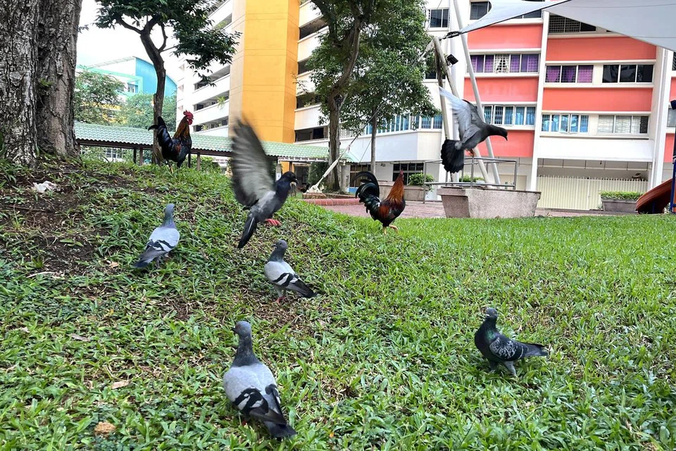 KAWAL POPULASI MERPATI: Sekitar 190,000 burung pergam batu – spesies burung merpati asing yang mudah biak dan bersaing dengan merpati setempat untuk mendapatkan sumber makanan – memenuhi kawasan perumahan. Pelbagai kaedah digunakan untuk mengawal populasinya termasuk memasang pancang dan jaring, serta menakai dan meracuni burung itu.