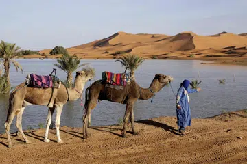 Seorang lagi dengan mengiringi dua ekor untanya di gurun Sahara, di tenggara Magribi (gambar hiasan)