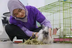 amalan veterinar