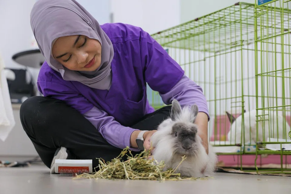 amalan veterinar