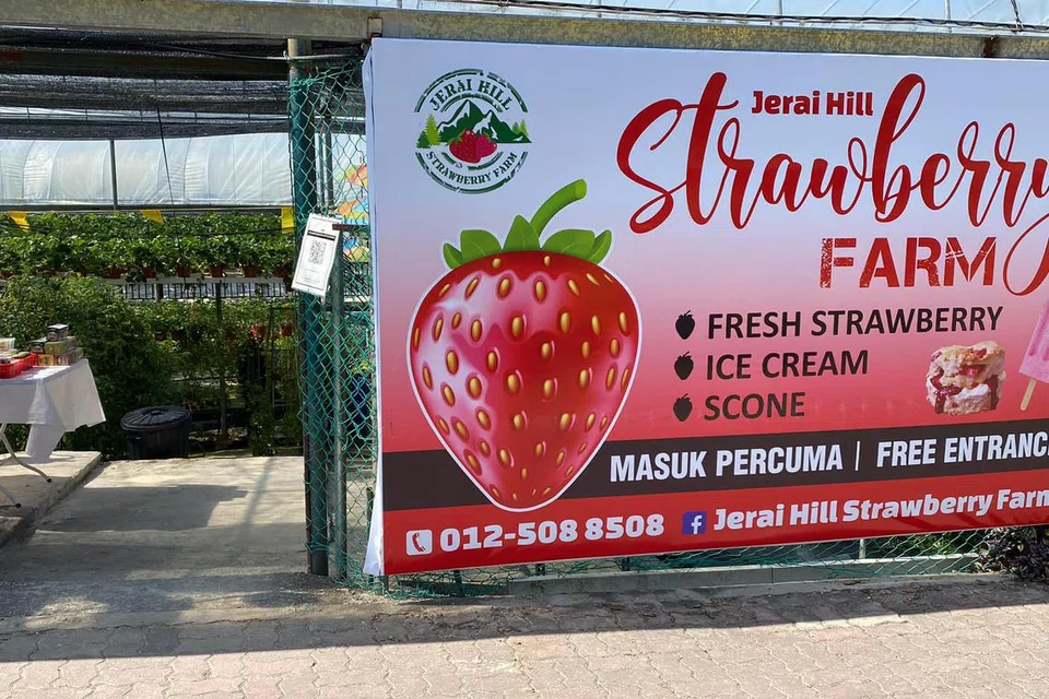JERAI HILL STRAWBERRY FARM, strawberi, Kedah