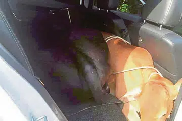 MACAM SARDIN: Dua ekor lembu yang dicuri telah disumbatkan di tempat duduk belakang sebuah kereta jenis Perodua Bezza. - Foto HARIAN METRO