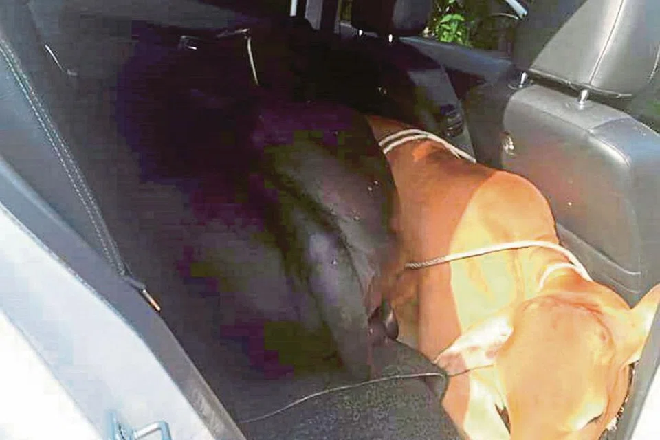 MACAM SARDIN: Dua ekor lembu yang dicuri telah disumbatkan di tempat duduk belakang sebuah kereta jenis Perodua Bezza. - Foto HARIAN METRO