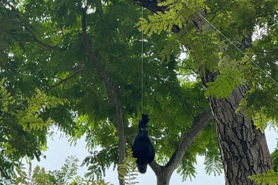 Patung gagak plastik digantung pada pokok untuk menghalang kumpulan besar gagak berkumpul, sebagai sebahagian daripada percubaan yang sedang dijalankan oleh NParks.