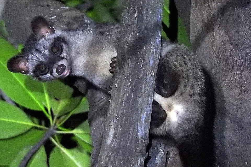 Musang sawit Asia - Foto-foto: WWF-SINGAPURA, MANDAI WILDLIFE GROUP, NPARKS