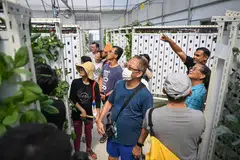 LADANG SAYUR DI BUMBUNG: Sebilangan penduduk dibawa melihat tanaman sayur di ladang tegak Greenhood di bumbung tempat letak kereta Blok 946A Hougang Street 92 (gambar sisipan).  