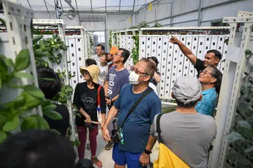 LADANG SAYUR DI BUMBUNG: Sebilangan penduduk dibawa melihat tanaman sayur di ladang tegak Greenhood di bumbung tempat letak kereta Blok 946A Hougang Street 92 (gambar sisipan).  