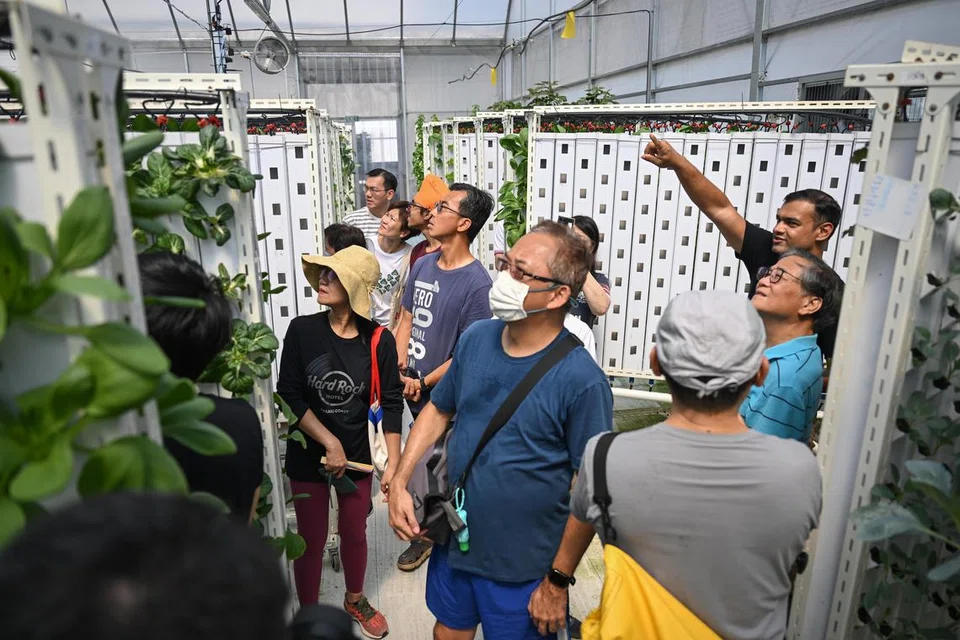 LADANG SAYUR DI BUMBUNG: Sebilangan penduduk dibawa melihat tanaman sayur di ladang tegak Greenhood di bumbung tempat letak kereta Blok 946A Hougang Street 92 (gambar sisipan).  