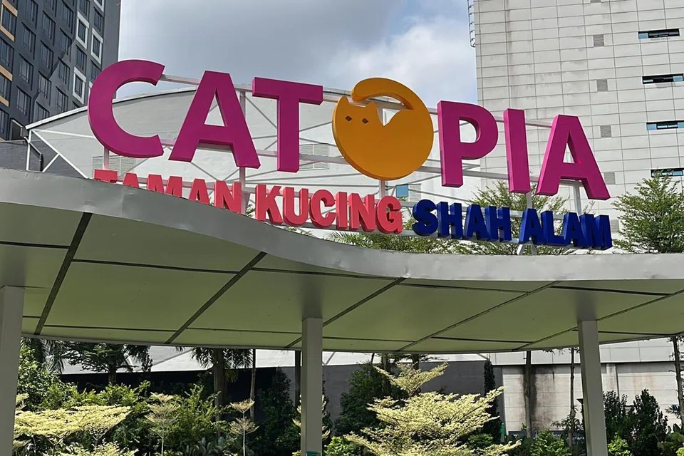 Catopia  di Selangor, adalah taman permainan mini pertama dibina khusus buat kucing di Malaysia.