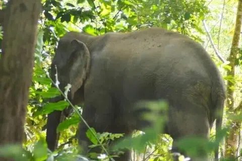 Malaysia, Sabah, Lahad Datu, gajah liar, wild elephant, lelaki maut