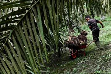ladang kelapa sawit, riau