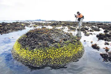 PERANAN PENTING: Terumbu karang di pesisir Pulau Semakau semasa air surut. Terumbu karang memainkan peranan penting, melindungi kawasan pesisir daripada hakisan ombak. Dr Toh Tai Chong (gambar kiri) dari Universiti Nasional Singapura (NUS) sedang giat mengkaji cara memulihara batu karang di perairan Singapura. - Foto-foto fail, ihsan TOH TAI CHONG