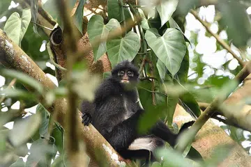 Langur Berjalur Raffles. - Foto-foto: WWF-SINGAPURA, MANDAI WILDLIFE GROUP, NPARKS