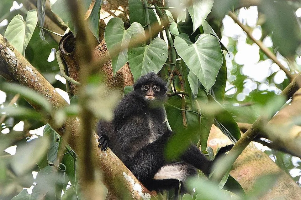 Langur Berjalur Raffles. - Foto-foto: WWF-SINGAPURA, MANDAI WILDLIFE GROUP, NPARKS
