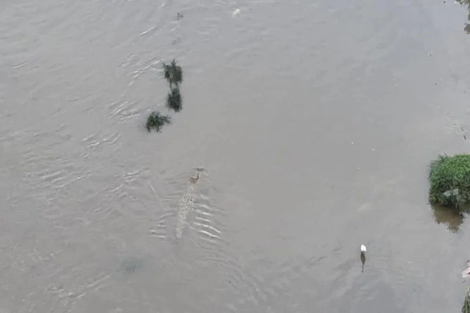 Buaya yang ditemui di Sungai Klang, berhampiran pusat beli-belah The Gardens Midvalley dan KL Eco City pada 20 Februari lalu belum berjaya ditangkap sehingga hari ini.