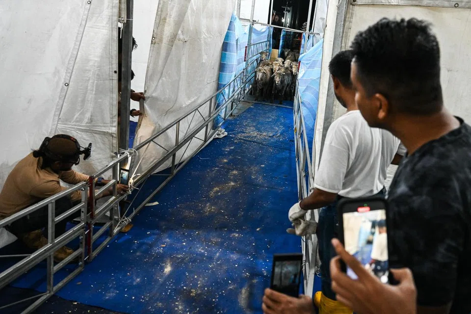 Kambing mula dipindahkan ke kandang Masjid Petempatan Melayu Sembawang.