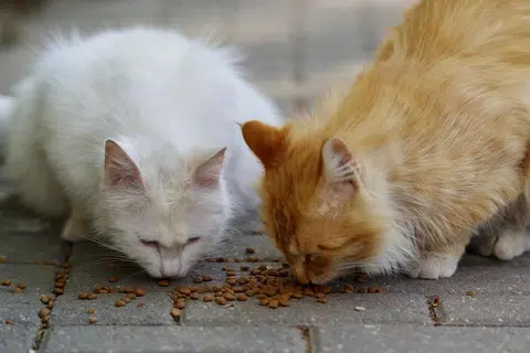 karya, cerpen, rohman munasip, bapanya kucing