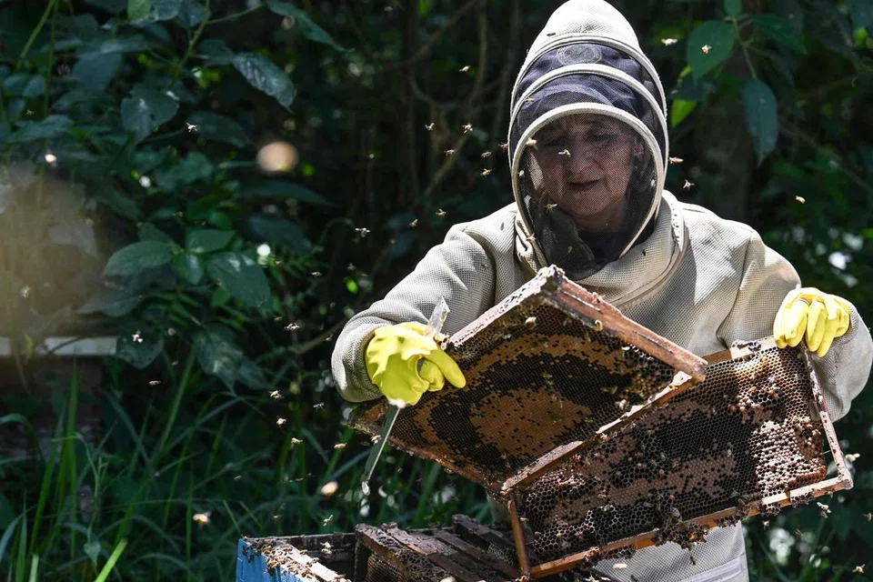 PERLU LINDUNGI LEBAH: Perubahan iklim telah mengurangkan bunga yang menghasilkan nektar yang dimakan lebah, dan kajian juga telah mengaitkan ketidaksuburan lebah dengan tekanan haba, menurut Pertubuhan Makanan dan Pertanian PBB.