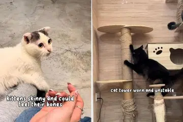 Persatuan Cegah Kekejaman ke atas Binatang (SPCA) berkata ia telah mendapat beberapa laporan berkenaan pengabaian haiwan di kafe I Love Cat Cafe.