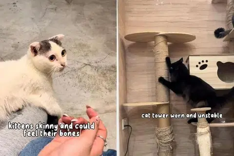 Persatuan Cegah Kekejaman ke atas Binatang (SPCA) berkata ia telah mendapat beberapa laporan berkenaan pengabaian haiwan di kafe I Love Cat Cafe.