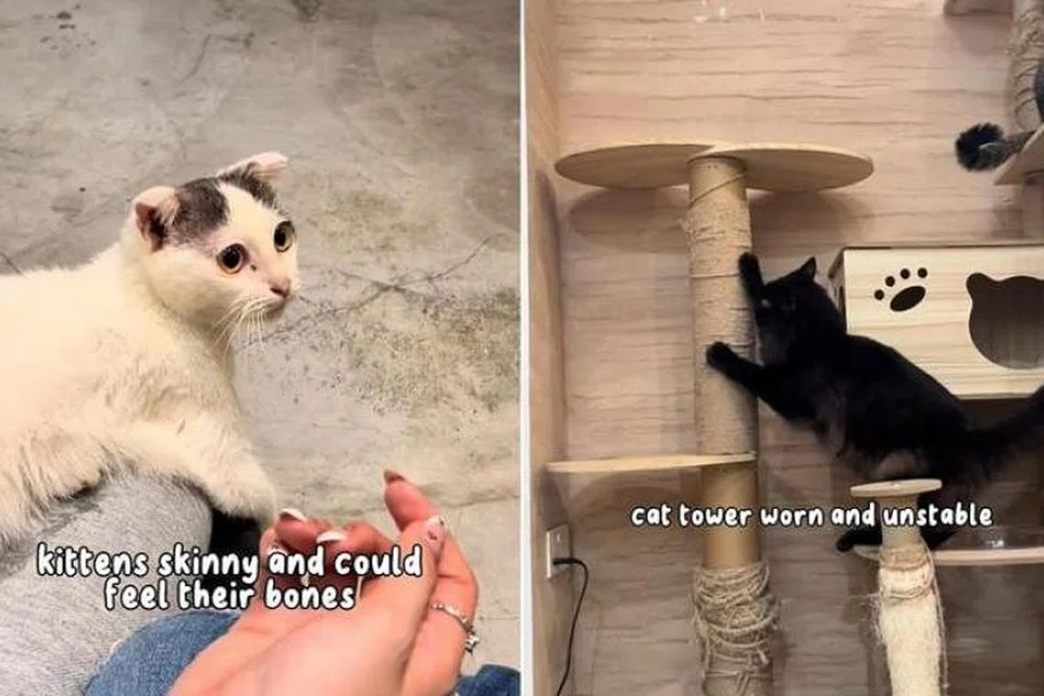 Persatuan Cegah Kekejaman ke atas Binatang (SPCA) berkata ia telah mendapat beberapa laporan berkenaan pengabaian haiwan di kafe I Love Cat Cafe.