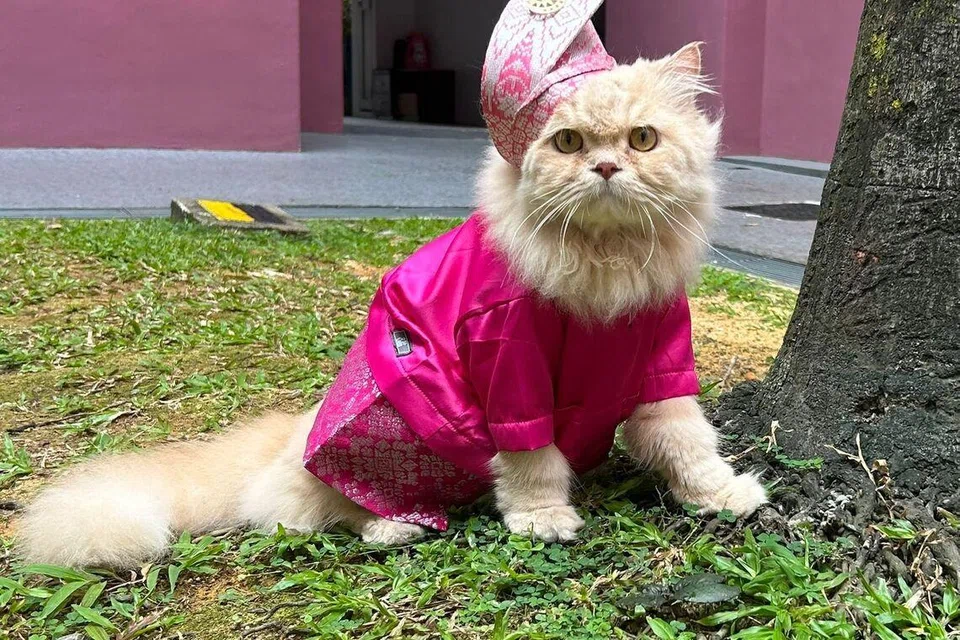 Bumblebee tampil ‘maco’ dengan busana tradisional lengkap dengan tanjak berwarna merah jambu.