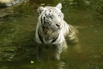 Dilahirkan di bawah jagaan manusia, Pasha tiba di Singapura pada 2015 dari Batu Secret Zoo di Indonesia.