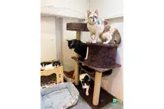 TANPA PEMILIK: Pemilik syarikat Petopia, sebuah khidmat penjagaan binatang peliharaan, mendakwa rugi hampir $40,000 setelah pemilik kucing menghilang diri dan berhenti membayar kos jagaan sejak November lalu. Kucing-kucing itu telah ditempatkan semula. Hanya empat kucing yang masih menanti pemilik baru. - Foto PETOPIA
