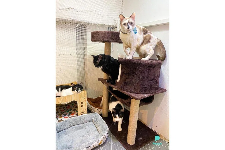 TANPA PEMILIK: Pemilik syarikat Petopia, sebuah khidmat penjagaan binatang peliharaan, mendakwa rugi hampir $40,000 setelah pemilik kucing menghilang diri dan berhenti membayar kos jagaan sejak November lalu. Kucing-kucing itu telah ditempatkan semula. Hanya empat kucing yang masih menanti pemilik baru. - Foto PETOPIA