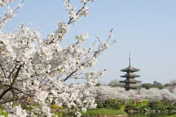 Orang ramai boleh pergi ke Wuhan, China, untuk menikmati pemandangan bunga sakura. 