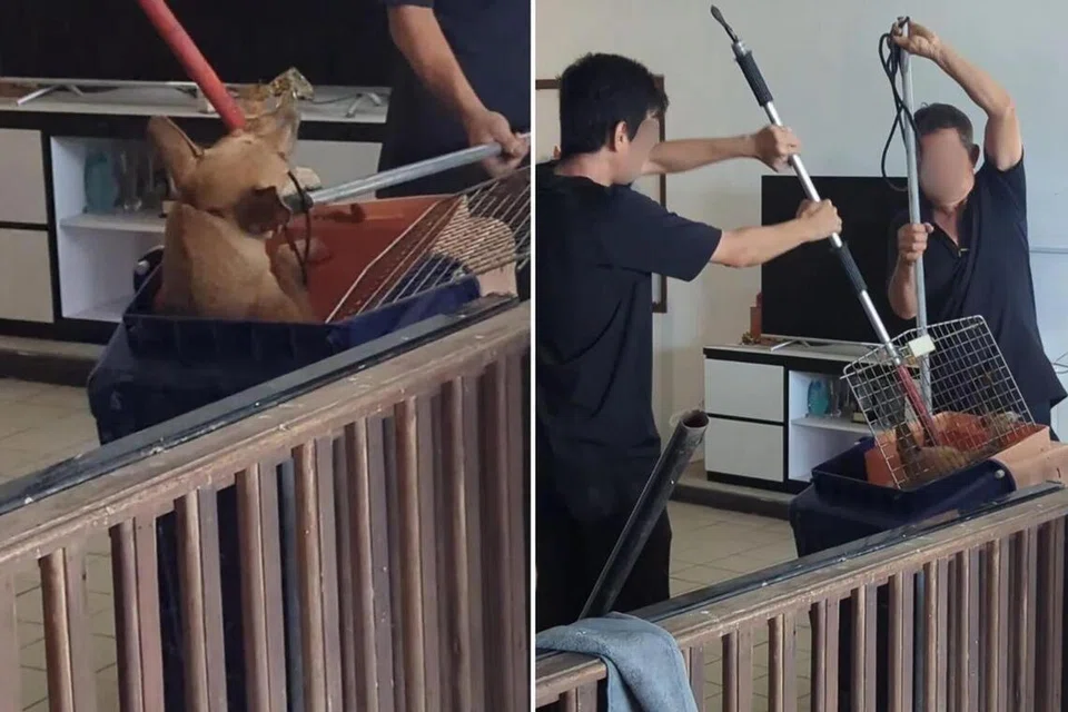 Seekor anjing ditolak ke dalam kotak menggunakan dua tiang sementara ia menggigit salah satu tiang tersebut.