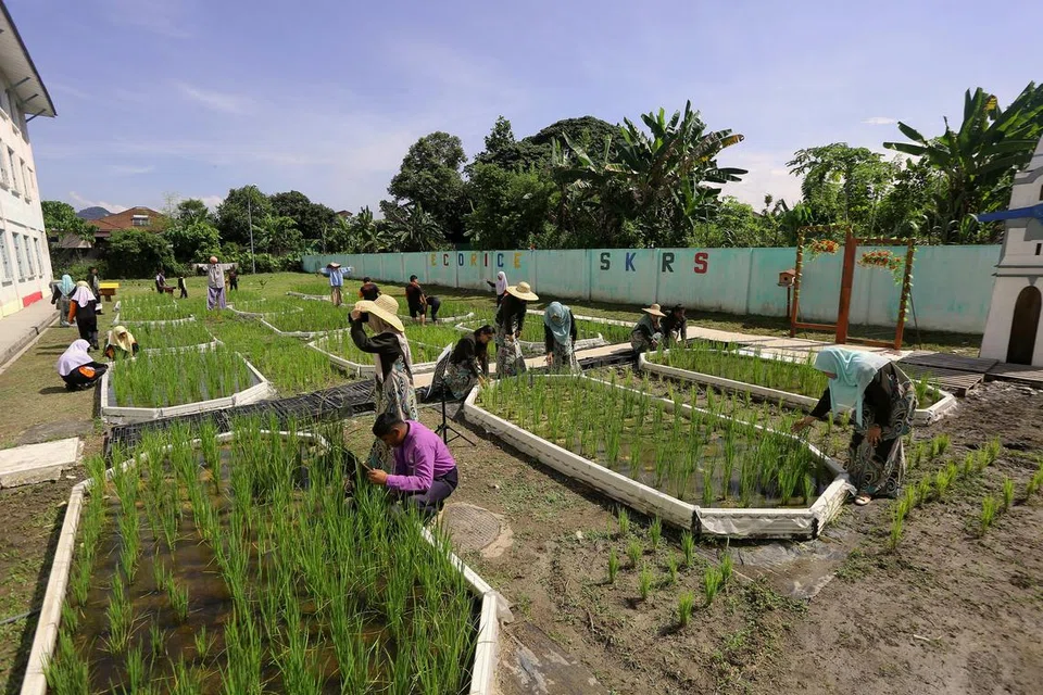 TANAM PADI DI SEKOLAH BANDAR: Tenaga pengajar dan murid-murid yang terlibat menjayakan projek penanaman padi di Sekolah Kebangsaan Rapat Setia, Ipoh.