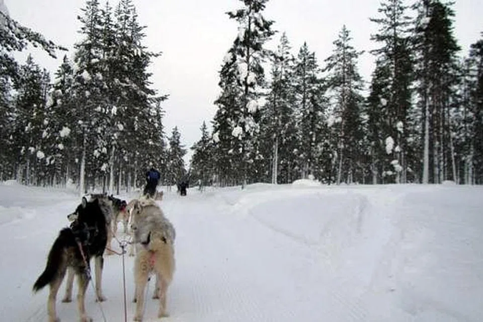 PENGALAMAN BARU: Penulis bersama kakak, Siti Hajar, 30 tahun, menaiki kereta luncur yang ditarik anjing 'husky' di Ivalo. Ketika gambar ini dipetik Cik Siti Hajar, mereka sebenarnya sedang menunggu arahan pegawai. Cik Siti Hajar duduk di depan sebagai penumpang, manakala penulis ialah pemandu kereta luncur itu.- Foto SITI AISYAH MOHAMED HUMBERI 