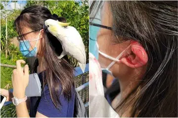 DIGIGIT KAKAK TUA: Seekor burung kakak tua jambut belerang kuning (gambar kiri) kelihatan mendekati seorang remaja perempuan hingga menyebabkan luka di telinganya (gambar kanan).