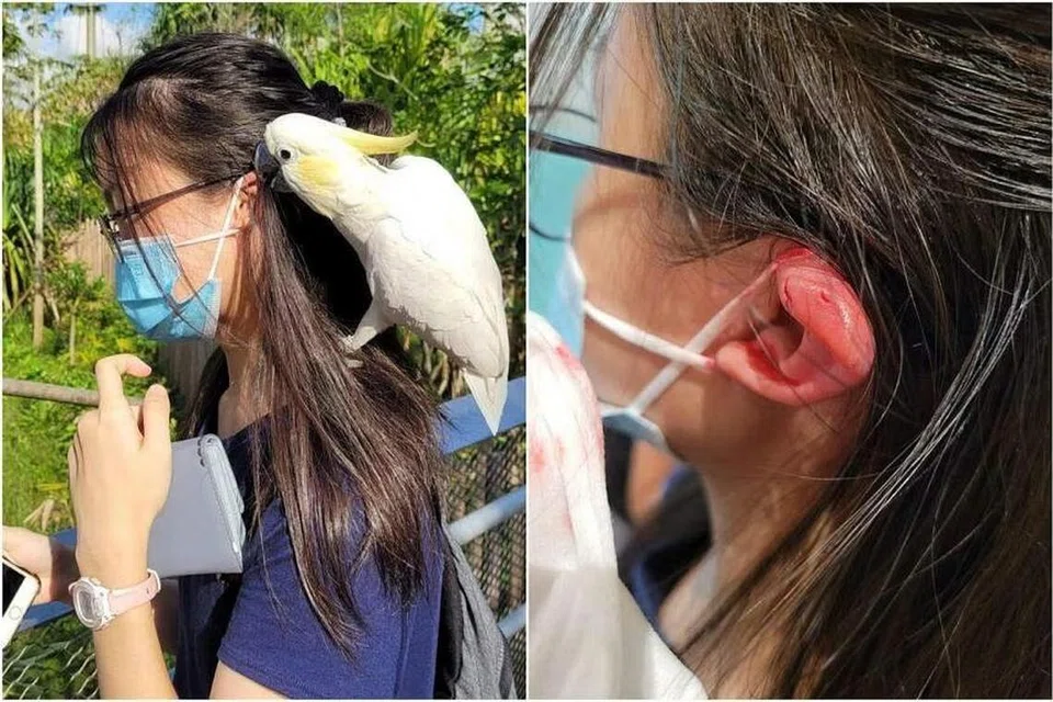 DIGIGIT KAKAK TUA: Seekor burung kakak tua jambut belerang kuning (gambar kiri) kelihatan mendekati seorang remaja perempuan hingga menyebabkan luka di telinganya (gambar kanan).