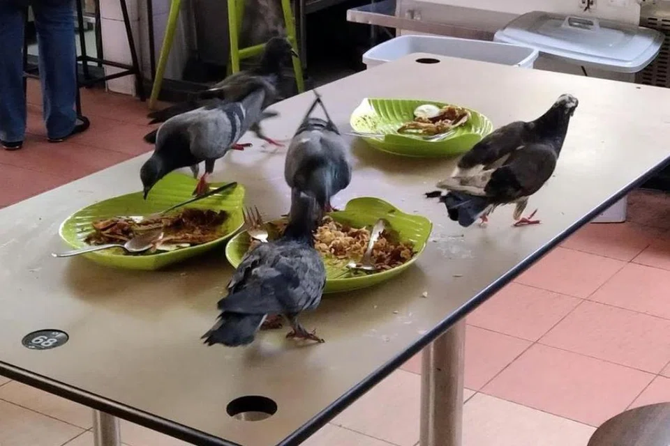 Burung merpati makan dari pinggan mangkuk yang tidak dikembalikan oleh pelanggan di Pusat Makanan Changi Village.