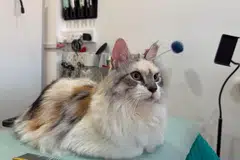 cat, kucing, Cats Garage, cat grooming, dandanan kucing