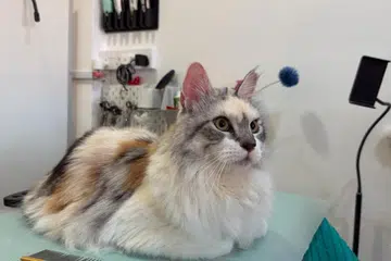 cat, kucing, Cats Garage, cat grooming, dandanan kucing