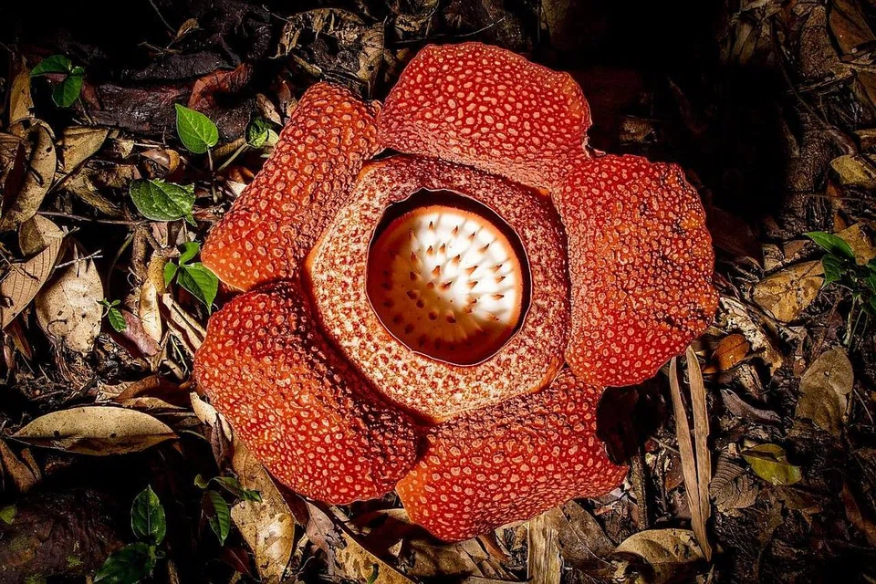 RAFFLESIA: Bunga raksasa berbau busuk yang mekar pada waktu yang tidak diduga. - Foto BBC STUDIOS