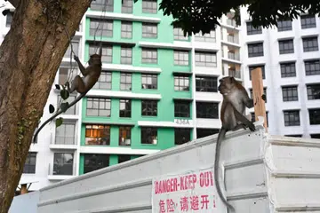 Punggol Utara menjadi tumpuan monyet ekor panjang selama beberapa bulan menyebabkan sesetengah penduduk berasa gelisah dan mengemukakan aduan mengenainya. 