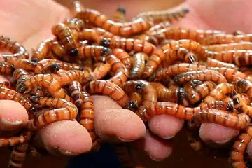 Larva kumbang yang pekerja sebuah syarikat perabot China paksa pekerjanya makan. 